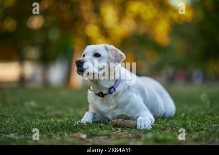Großer weißer labrador, der sich mit einem Stock hinlegt und im Herbstpark wegschaut Stockfoto