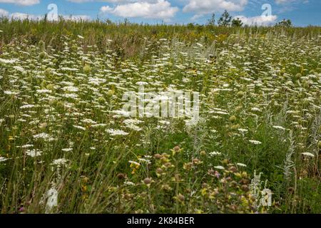 Ein Conservation Reserve Erhaltung einheimischer Arten: Queen Anne's Lace. Manchester, Iowa. Stockfoto