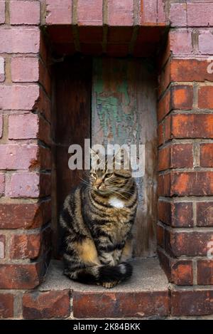 Eine große, abgestreifte schwarze, flauschige Katze sitzt auf einer roten Backsteinnische aus einer Wand auf der Straße Stockfoto