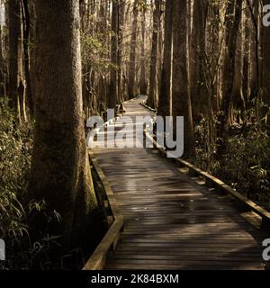Leerer Boardwalk, der durch das Marsh im Congaree National Park führt Stockfoto