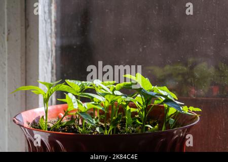 Defocus kleine Sämlinge von Paprika werden in einem weißen Topf angebaut. Home Gartenarbeit, Liebe zu Zimmerpflanzen. Frühling. Topfpflanzen. Nicht fokussiert. Stockfoto