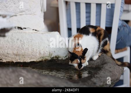 CAT Trinkwasser aus der Straße Brunnen Stockfoto