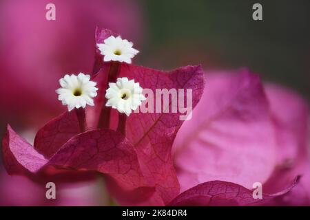 Rosa Bougainvillea weiße Blume blüht Stockfoto