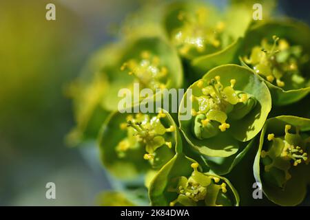 Grüne Myrtenspurge Blume aus nächster Nähe Stockfoto