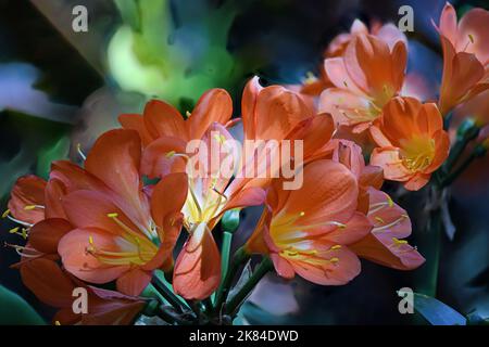 Orangefarbene Buschlilie in einem botanischen Garten Stockfoto