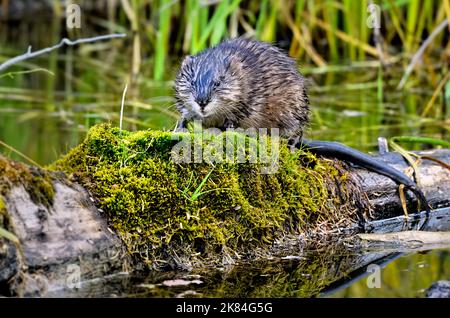 Ein wilder Muskrat 'Ondatra zibethicus', der auf einem mit Moos bedeckten Baumstamm in einem sumpfigen Gebiet im ländlichen Alberta, Kanada, Nahrungssuche macht. Stockfoto