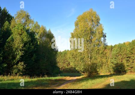 Waldpark im Frühherbst. Grüne Bäume am Waldrand unter blauem Himmel. Nowosibirsk, Sibirien, Russland, 2022 Stockfoto