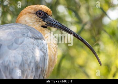 Das Porträt des Schwarzgesichtenibis (Theristicus melanopis) Stockfoto