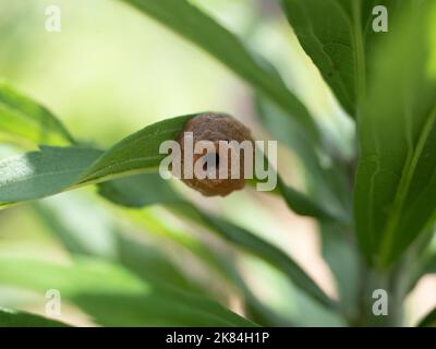 Nahaufnahme eines Nestes einer braunen Potter-Wespe auf einem grünen Blatt, das einem Tontopf mit kleiner Öffnung ähnelt. Stockfoto