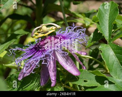 Nahaufnahme einer Amethyst-Passionsblume mit Lavendel und violetten Ranken, rosa Blütenblättern und gelben Anthern. Fotografiert im Profil. Stockfoto