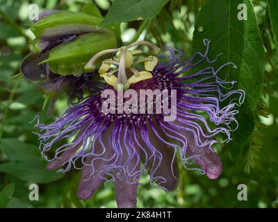 Nahaufnahme einer Amethyst-Passionsblume mit Lavendel und violetten Ranken, rosa Blütenblättern und gelben Anthern. Stockfoto