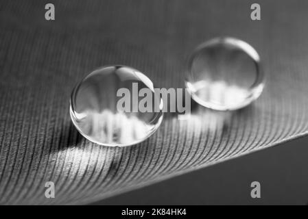 Schöne große Tautropfen oder Regen auf der Geflügelfeder aus der Nähe. Schwarzweiß-Foto Stockfoto