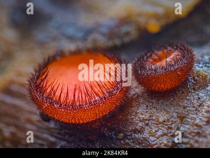 Scutellinia scutellata, gewöhnliche Wimpern, Molly-Augenzwinker, scharlachrote Elfenkappe Stockfoto