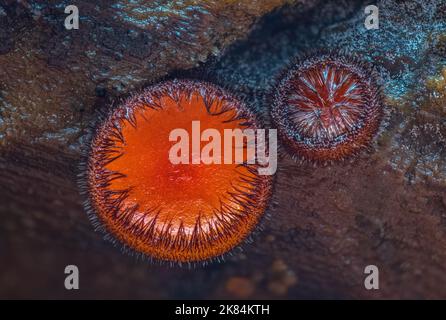 Scutellinia scutellata, gewöhnliche Wimpern, Molly-Augenzwinker, scharlachrote Elfenkappe Stockfoto