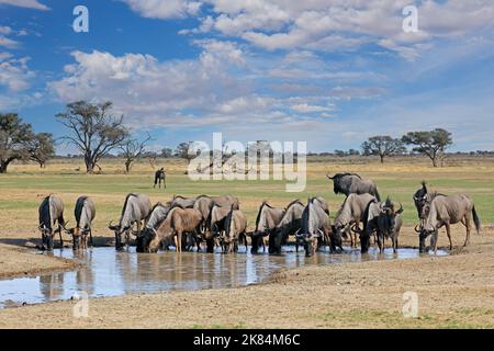 Eine Herde blauer Gnus (Connochaetes taurinus), die an einem Wasserloch in der Kalahari-Wüste in Südafrika trinkt Stockfoto