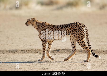 Ein Gepard (Acinonyx jubatus), der in der Kalahari-Wüste in Südafrika auf der Pirsch ist Stockfoto