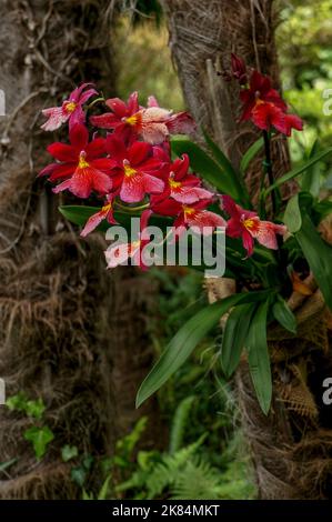 Botanischer Garten Der Stiftung André Heller Stockfoto