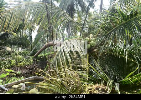 Der Kokosnuss-Palmenbaum wurde durch den Sturm gestürzt und die Wand und die Stromleitung zerquetscht, ein gefährlich fallender Baum Stockfoto