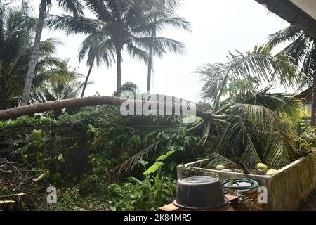 Der Kokosnuss-Palmenbaum wurde durch den Sturm gestürzt und die Wand und die Stromleitung zerquetscht, ein gefährlich fallender Baum Stockfoto