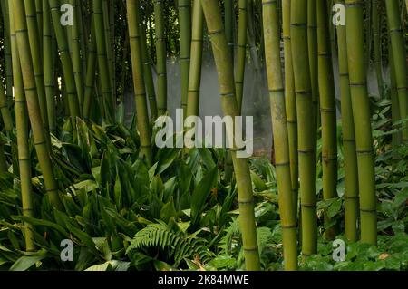 Botanischer Garten Der Stiftung André Heller Stockfoto