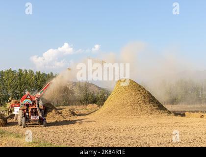 MALAKAND DIVISION, KPK, PAKISTAN, OKTOBER 07, 2022: Landwirt, der im Winter in Pakistan Reis auf dem Reisfeld erntet, mit einer Reisdroschmaschine Stockfoto