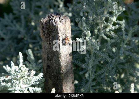 Ein Feuerbug Pyrrhocoris apterus sitzt auf einer hölzernen Säule im sonnigen Garten Stockfoto