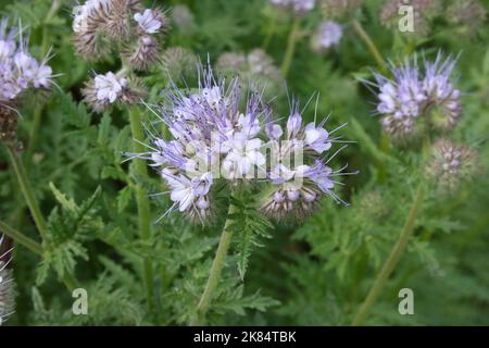 Lacy Phacelia (Phacelia tanacetifolia) im Garten. Stockfoto