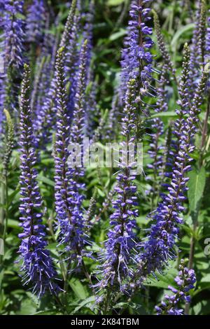 Blütenspitzen des Langblatt-Speedwell (Veronica longifolia) Stockfoto