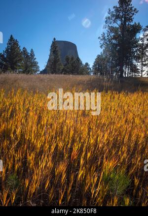 Devil's Tower, Wyoming, USA, Gras, Sonnenlicht, Nachmittag Stockfoto