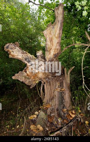 Dead Tree with Dryad's Saddle - Polyporus squamosus Bracket Fungi Stockfoto