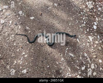 Eine Schlange krabbelt die Straße entlang. Schwarze Flecken auf dem Kopf Stockfoto