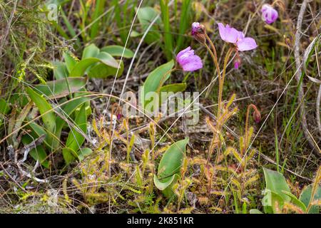 Gruppe von einigen blühenden Sonnentauen (Drosera cistiflora) in natürlichem Lebensraum Stockfoto