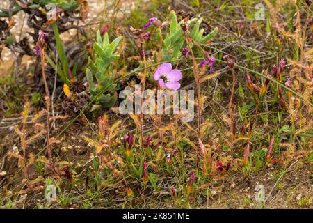 Fleischfressende Pflanzen: Drosera cistiflora mit rosa Blüten in natürlichem Lebensraum Stockfoto