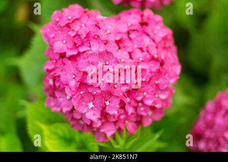 Nahaufnahme einer rosa hortensianischen, herzförmigen, frischen Blume auf dem Hintergrund von unscharfen grünen Blättern. Stockfoto