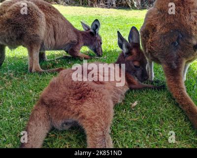 Mob von Kängurus, Wallaby auf dem grünen Gras entspannen. Hintergrund der australischen Tierwelt. Stockfoto