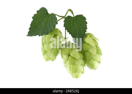 Zweig aus grünen Hopfenzapfen mit isolierten Blättern auf weißem Hintergrund, Bier oder Getränke Stillleben Stockfoto