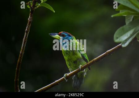 Kleiner grüner Barbet. Der blaukehlige Barbet-Vogel auf einem Baum mit grün verschwommenem Hintergrund ist ein asiatischer Barbet, der in den Ausläufern des Himalaya und beheimatet ist Stockfoto