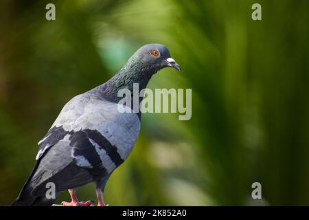 Wunderschöne Haustaube, die dort gegessen hat. Eine männliche Pegion auf einem Rand der Wand, in verschwommenem grünem Hintergrund. Stockfoto
