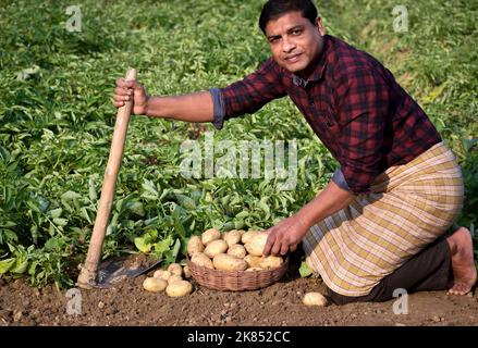 Landwirt, der Kartoffeln auf dem Ackerland erntet. Kartoffelanbau. Frische Bio-Kartoffeln auf dem Feld. Kartoffelfeld mit Säcken Kartoffel. Stockfoto