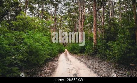 Wanderweg durch die Karri-Wälder des Western Australia Margaret River Stockfoto