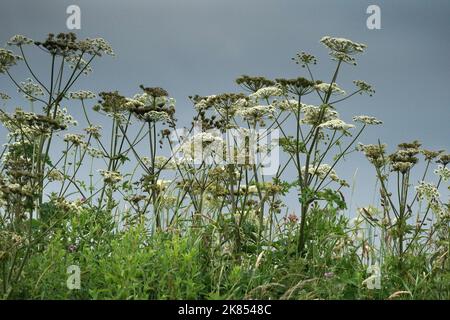 Hogweed Hogweed kann entlang Hecken und Straßenrand Rändern gefunden werden, und auf Abfall und rauem Grasland. Es zeigt schirmartige Cluster von cremig-weißen Blüten. Stockfoto