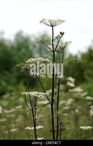 Hogweed Hogweed kann entlang Hecken und Straßenrand Rändern gefunden werden, und auf Abfall und rauem Grasland. Es zeigt schirmartige Cluster von cremig-weißen Blüten. Stockfoto