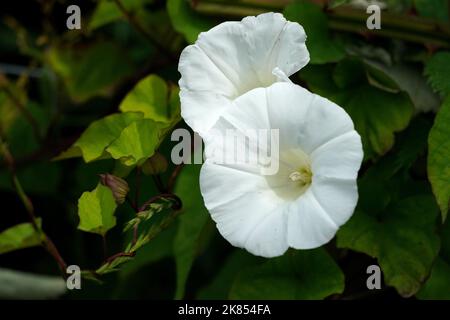 Hedge Bindweed, Eine Kletterpflanze aus Wäldern, Hecken, Flussufern und Gärten, kann an manchen Stellen zu einer Schädlingsbefall werden. Sie hat große, trompetenförmige, weiße Blüten und pfeilförmige Blätter. Stockfoto