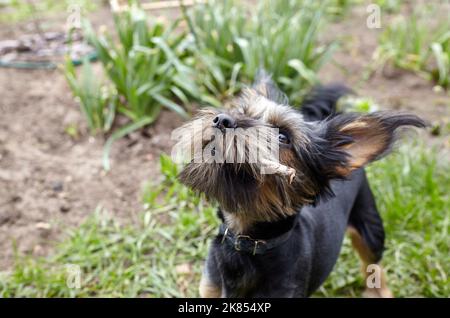 Charmanter Hund auf dem Hof. Porträt eines netten Hundes Stockfoto