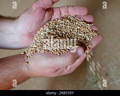 Osterwieck, Deutschland. 04. August 2022. Ein Landwirt hält Weizenkörner in einem Getreidespeicher. Der sogenannte „Cookie-Weizen“ wird aufgrund seiner besonderen Eigenschaften für die Herstellung von Backwaren verwendet. Die Ernte ist aufgrund der Dürre um bis zu 30 Prozent gesunken. Die Preise für Getreide an der Börse sind entsprechend gestiegen. Quelle: Matthias Bein/dpa/Alamy Live News Stockfoto