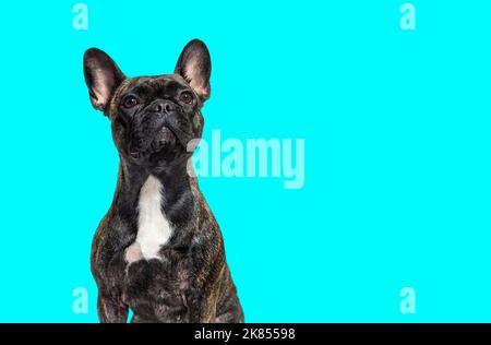 Porträt-Kopfaufnahme eines dunklen gestroelten französischen Bulldoggen, der stolz aufschaut, isoliert auf Weiß Stockfoto