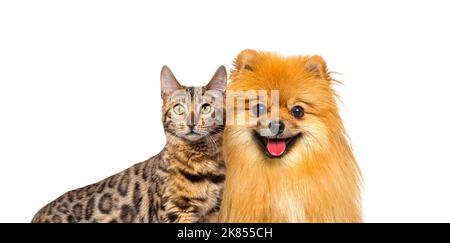 Braune bengalkatze und Hund aus Rotpommern hecheln mit fröhlichem Ausdruck auf weißem Hintergrund, Banner gerahmt und blicken auf die Kamera Stockfoto