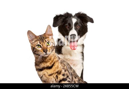 Braune bengalkatze und ein Border Collie Hund keuchend mit fröhlichem Ausdruck zusammen auf weißem Hintergrund, Blick auf die Kamera Stockfoto