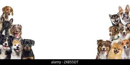 Zwei Haufen Hunde schauen in alle Richtungen auf dunkelviolettem Hintergrund Stockfoto