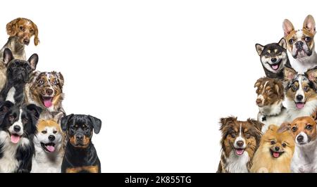 Große Gruppe von Hunden, die isoliert auf Weiß auf die Kamera schauen Stockfoto